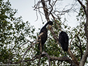 %_tempFileName2015-12_14_03_Zambezi_River_Cruise-141302%