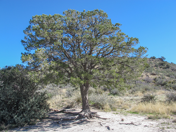 %_tempFileName2015-02-07_Reavis_Ranch_Backpack-9699%