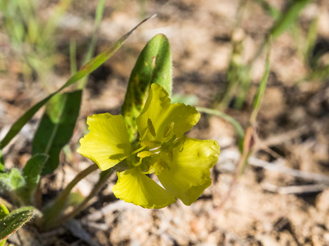 %_tempFileName2015-03-04_Superstitions_Charlebois_Backpack-3050609%