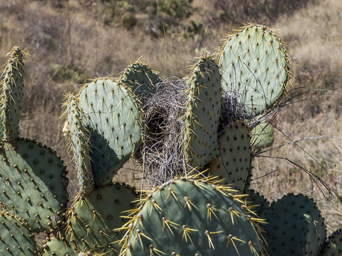 %_tempFileName2015-03-08_AZ_Trail_Passage_6-3080666%