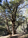 %_tempFileName2015-03-14_Prescott_NF_Trail_307-3140705%