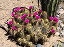 %_tempFileName2015-03-31_McDowell_Sonoran_Preserve_Gateway_Desert_Trail_Loop-3310445%