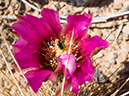 %_tempFileName2015-03-31_McDowell_Sonoran_Preserve_Gateway_Desert_Trail_Loop-4010422%
