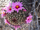 %_tempFileName2015-03-31_McDowell_Sonoran_Preserve_Gateway_Desert_Trail_Loop-4010429%