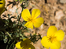 %_tempFileName2015-03-31_McDowell_Sonoran_Preserve_Gateway_Desert_Trail_Loop-4010434%