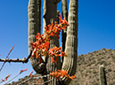 %_tempFileName2015-03-31_McDowell_Sonoran_Preserve_Gateway_Desert_Trail_Loop-4010435%