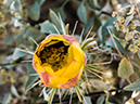 %_tempFileName2015-03-31_McDowell_Sonoran_Preserve_Gateway_Desert_Trail_Loop-4010438%