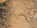 %_tempFileName2015-03-31_McDowell_Sonoran_Preserve_Gateway_Desert_Trail_Loop-4010440%