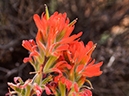 %_tempFileName2015-04-011_Sedona_Bear_Mountain-4110533%