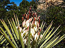 %_tempFileName2015-04-011_Sedona_Bear_Mountain-4110540%