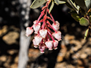 %_tempFileName2015-04-011_Sedona_Bear_Mountain-4110541%