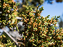 %_tempFileName2015-04-011_Sedona_Bear_Mountain-4110549%