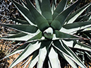 %_tempFileName2015-04-011_Sedona_Bear_Mountain-4110558%