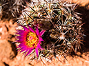 %_tempFileName2015-04-011_Sedona_Bear_Mountain-4110562%