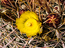 %_tempFileName2015-04-07_McDowell_Sonoran_Preserve_Gateway_Desert_Trail-4070519%