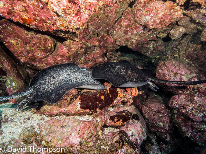%_tempFileName2015-10-29_02__Cocos_Island_Submerged_Rock-290066%