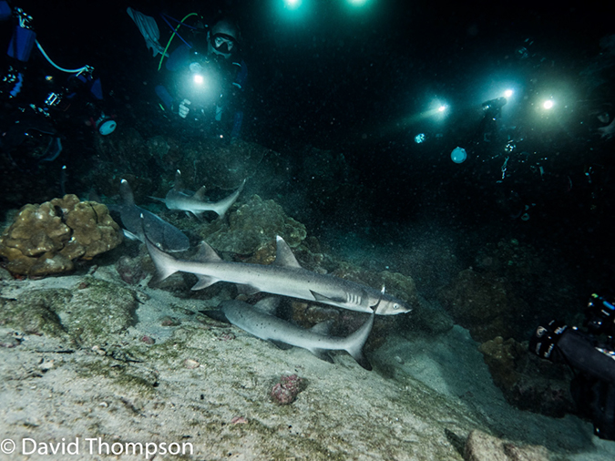 %_tempFileName2015-10-30_03_Cocos_Island_Chathman_Bay_Night-300225%