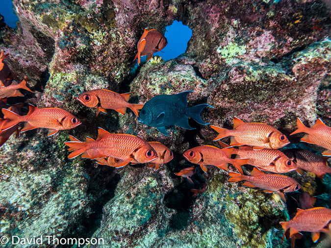 %_tempFileName2015-10-30_03_Cocos_Island_Manuelita_Island_Deep-300197%