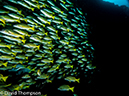 %_tempFileName2015-10-29_02__Cocos_Island_Submerged_Rock-290036%