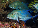 %_tempFileName2015-10-29_02__Cocos_Island_Submerged_Rock-290050%