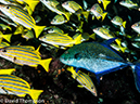 %_tempFileName2015-10-29_02__Cocos_Island_Submerged_Rock-290051%