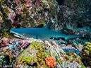 %_tempFileName2015-10-29_02__Cocos_Island_Submerged_Rock-290061%