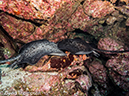 %_tempFileName2015-10-29_02__Cocos_Island_Submerged_Rock-290066%