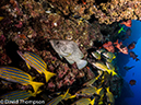 %_tempFileName2015-10-29_02__Cocos_Island_Submerged_Rock-290074%