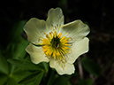 %_tempFileName2015-07-09_01_RMNP_Tanima_Peak-7092570%