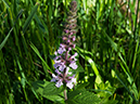 %_tempFileName2015-07-10_01_RMNP_Cub_Lake-7102583%