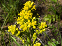 %_tempFileName2015-07-10_01_RMNP_Cub_Lake-7102621%