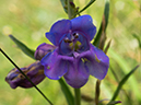 %_tempFileName2015-07-10_01_RMNP_Cub_Lake-7102654%