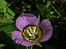 %_tempFileName2015-07-10_01_RMNP_Cub_Lake-7102658%