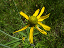 %_tempFileName2015-07-10_01_RMNP_Cub_Lake-7102687%