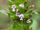 %_tempFileName2015-07-10_01_RMNP_Cub_Lake-7102708%