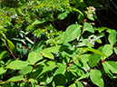 %_tempFileName2015-07-10_01_RMNP_Cub_Lake-7102717%