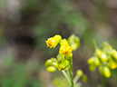 %_tempFileName2015-07-10_01_RMNP_Cub_Lake-7102728%