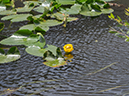 %_tempFileName2015-07-10_01_RMNP_Cub_Lake-7102747%