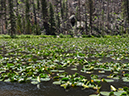 %_tempFileName2015-07-10_01_RMNP_Cub_Lake-7102748%