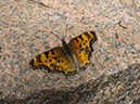 %_tempFileName2015-07-10_01_RMNP_Cub_Lake-7102770%