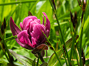 %_tempFileName2015-07-11_01_RMNP_Flatiron-7112805%