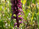 %_tempFileName2015-07-11_01_RMNP_Flatiron-7112819%