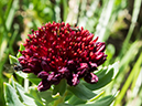 %_tempFileName2015-07-11_01_RMNP_Flatiron-7112828%