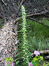 %_tempFileName2015-07-13_01_RMNP_Deer_Mountain-7132846%