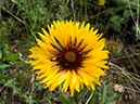 %_tempFileName2015-07-13_01_RMNP_Deer_Mountain-7132861%