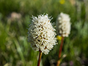 %_tempFileName2015-07-14_01_RMNP_Alpine_Visitor_Center-7142862%
