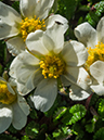 %_tempFileName2015-07-14_01_RMNP_Alpine_Visitor_Center-7142875%
