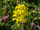 %_tempFileName2015-07-14_01_RMNP_Alpine_Visitor_Center-7142898%