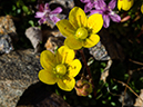 %_tempFileName2015-07-14_01_RMNP_Alpine_Visitor_Center-7142948%