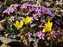 %_tempFileName2015-07-14_01_RMNP_Alpine_Visitor_Center-7142950%